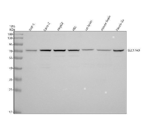 a07501 1 slc17a9 primary antibodies wb testing 1_1