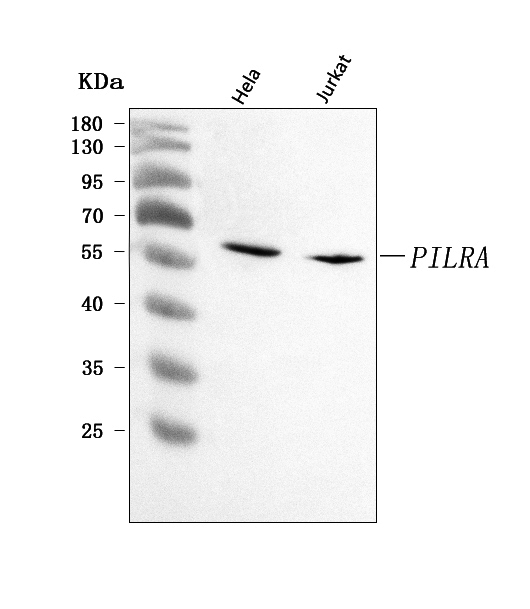  Western blot analysis of PILRA using anti-PILRA antibody (A07502-1)