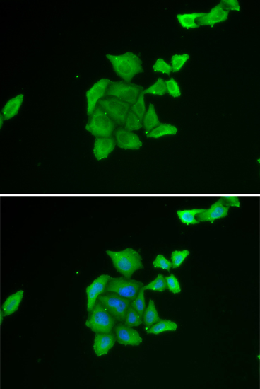 Immunofluorescence analysis of U2OS cell using TUSC2 antibody