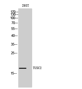a07508 tusc2 primary antibodies wb testing 2