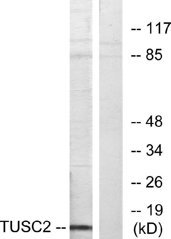 a07508 tusc2 primary antibodies wb testing 3