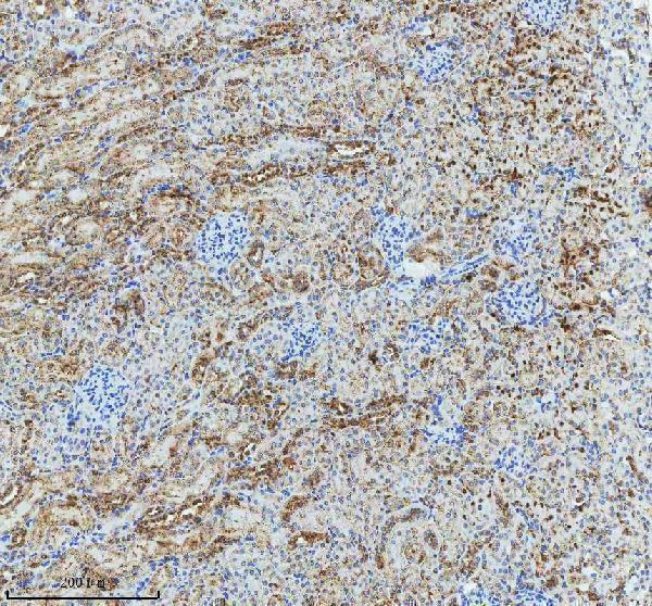  IHC analysis of GLG1 using anti-GLG1 antibody (A07510-1)