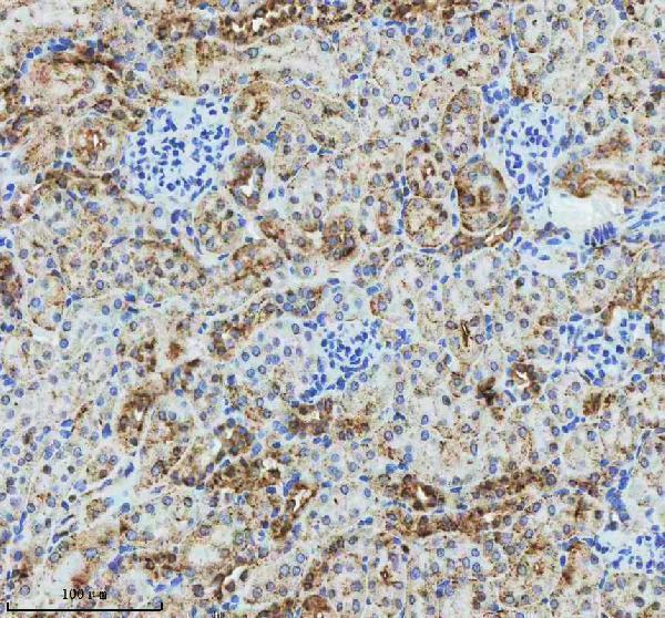  IHC analysis of GLG1 using anti-GLG1 antibody (A07510-1)