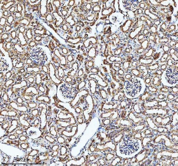 a07510 1 glg1 primary antibodies ihc testing 4