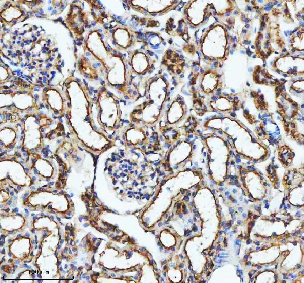 a07510 1 glg1 primary antibodies ihc testing 5