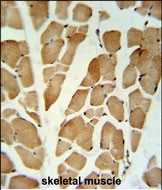 a07510 anti glg1 antibody c term ihc p testing 6