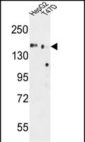 GLG1 Antibody (C-term) western blot analysis in HepG2,T47D cell line lysates (35ug/lane)