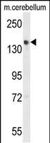 Western blot analysis of GLG1 Antibody (C-term) in mouse cerebellum tissue lysates (35ug/lane)