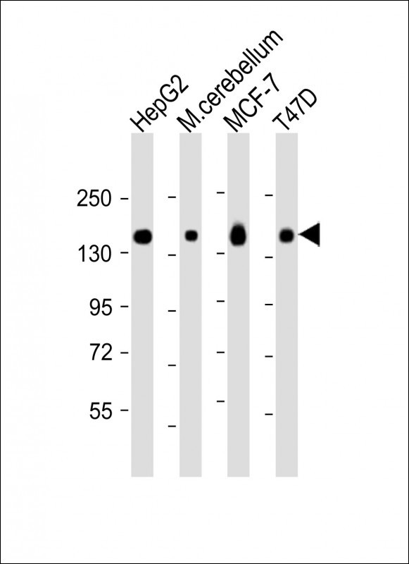 a07510 anti glg1 antibody c term wb testing 4