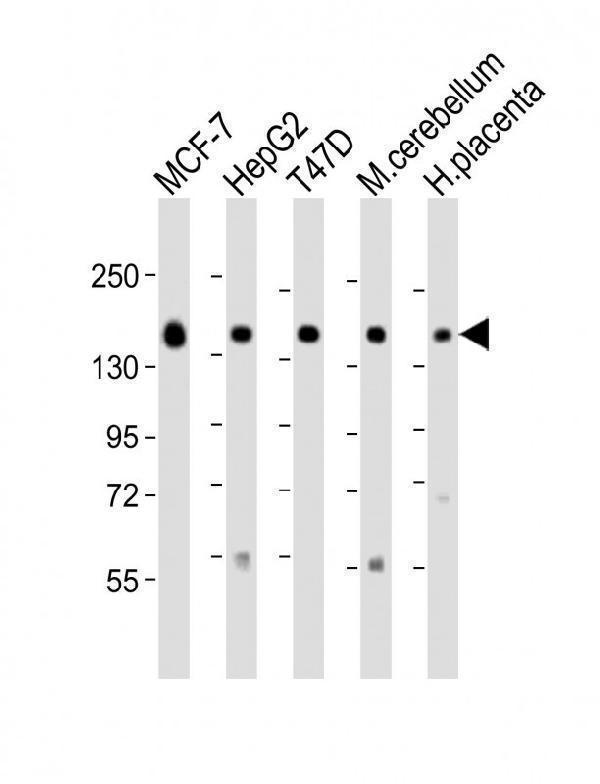 a07510 anti glg1 antibody c term wb testing 5