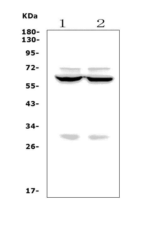 a07512 3 foxi1 primary antibodies wb testing 1