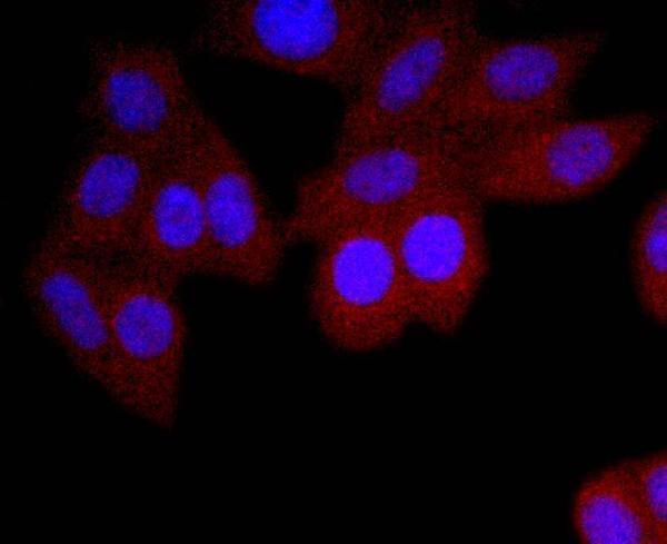 ICC staining IgA in HepG2 cells (red)