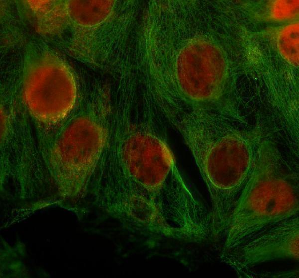 IF analysis of HINFP using anti-HINFP antibody (A07517-1) and anti-Alpha Tubulin antibody (M03989-3)
