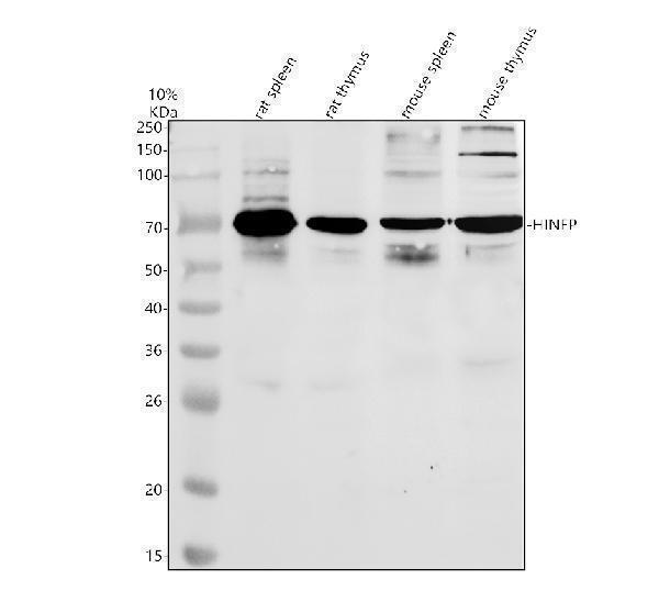 Western blot analysis of HINFP using anti-HINFP antibody (A07517-1)