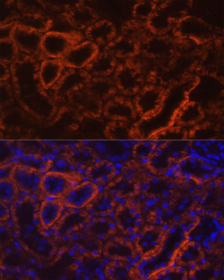 Immunofluorescence analysis of rat kidney using Cadherin 16 Polyclonal Antibody  at dilution of 1:100 