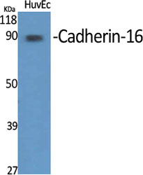 a07518 cdh16 primary antibodies wb testing 2