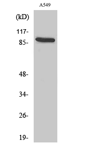 a07518 cdh16 primary antibodies wb testing 3