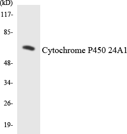 a07518 cdh16 primary antibodies wb testing 5