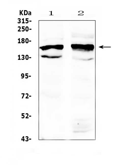 a07520 1 western blotting