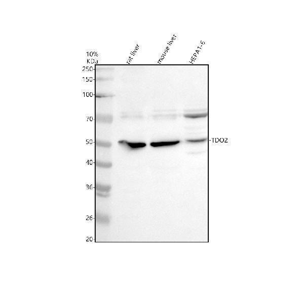 Western blot analysis of TDO2 using anti-TDO2 antibody (A07526-2)