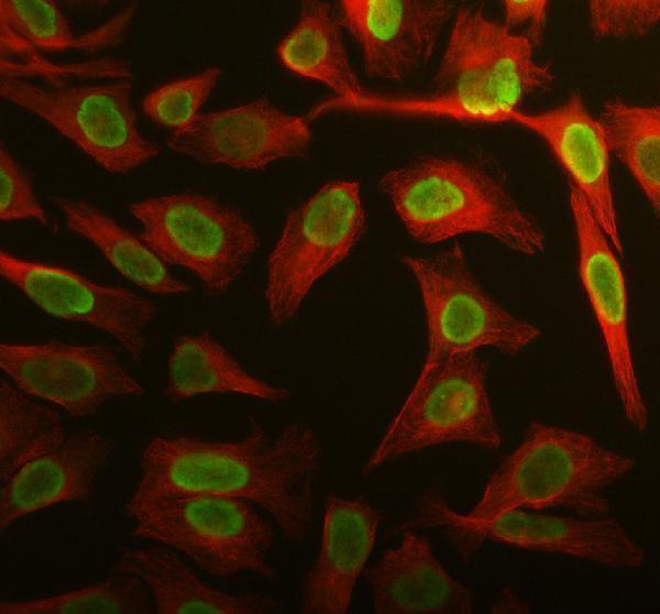 a07527 1 apobec3c primary antibodies if testing 5