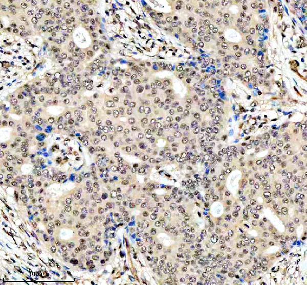 a07527 1 apobec3c primary antibodies ihc testing 2