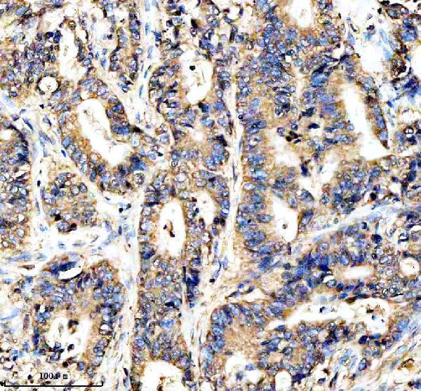 a07527 1 apobec3c primary antibodies ihc testing 4