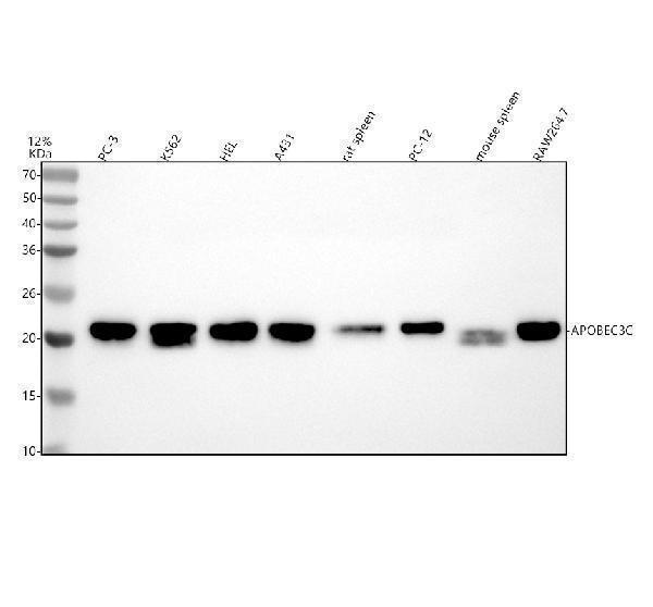 a07527 1 apobec3c primary antibodies wb testing 1