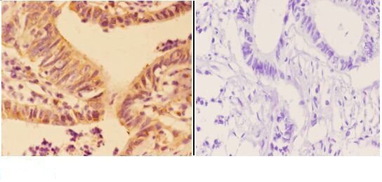 a07527 apobec3c primary antiboties ihc testing 2