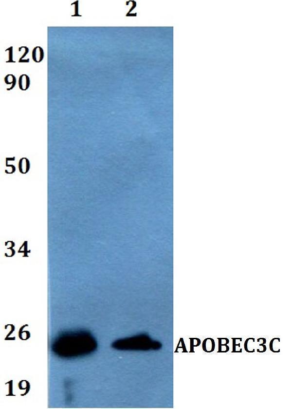 a07527 apobec3c primary antiboties wb testing 1_1