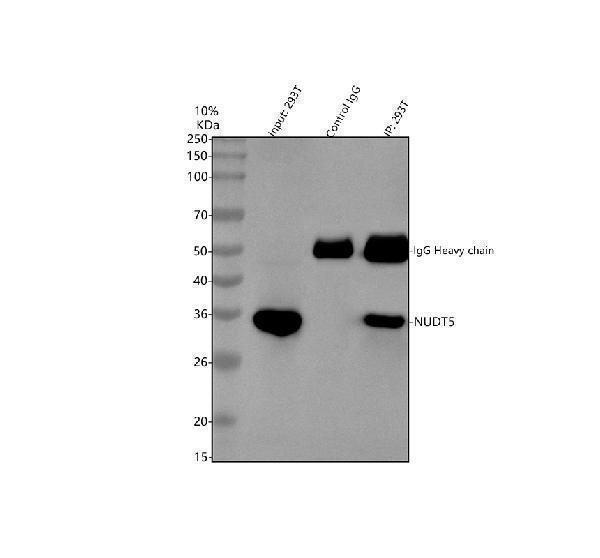 a07530 nudt5 primary antibodies ip testing 7