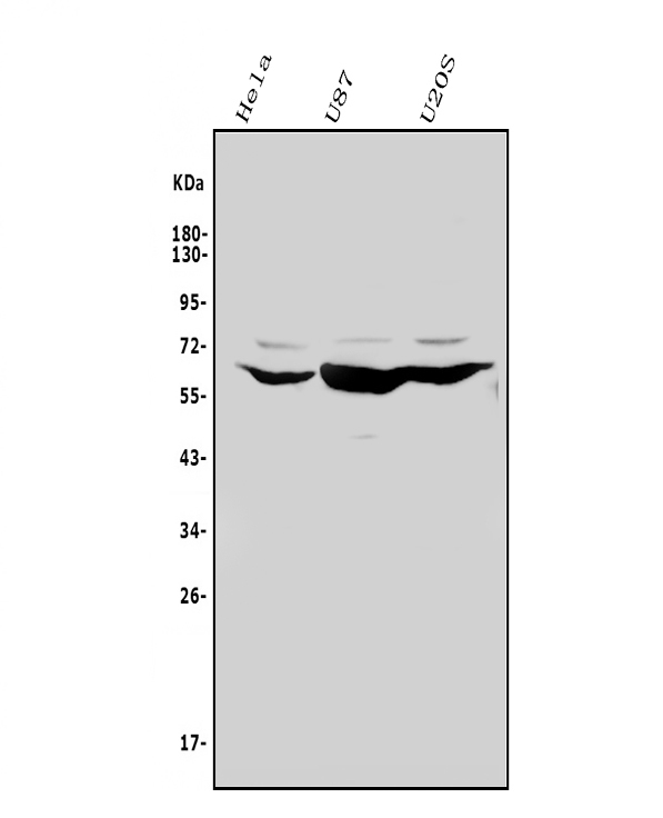  Western blot analysis of Glypican 5/GPC5 using anti-Glypican 5/GPC5 antibody (A07532-1)