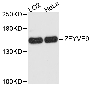 Western blot analysis of extracts of various cell lines, using ZFYVE9 antibody at 1:1000 dilution