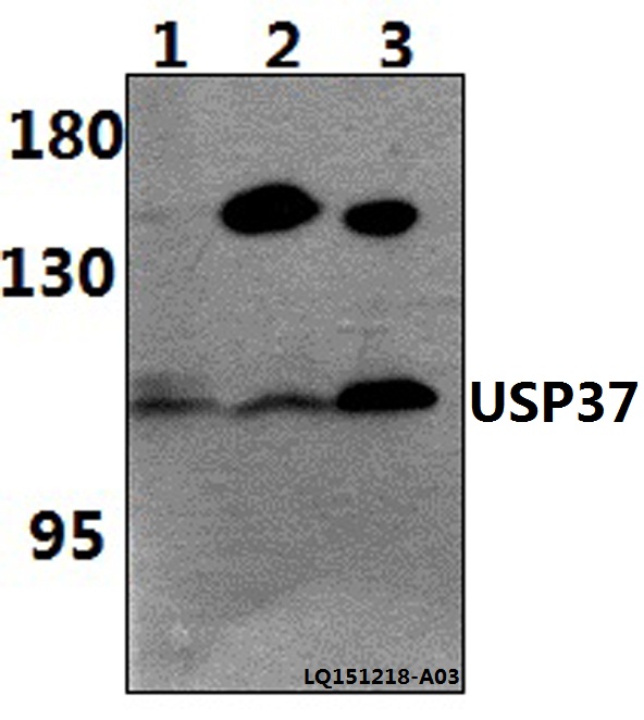 a07535 usp37 primary antiboties wb testing 1