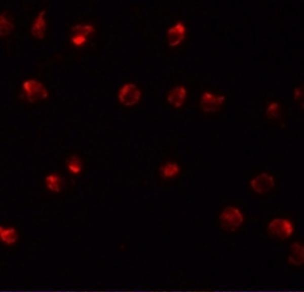 a07538 znf281 primary antibodies if testing 2
