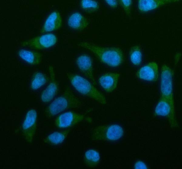  IF analysis of OSBPL2 using anti-OSBPL2 antibody (A07543-3)