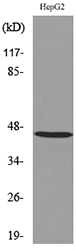 a07544 hoxd3 primary antibodies wb testing 2