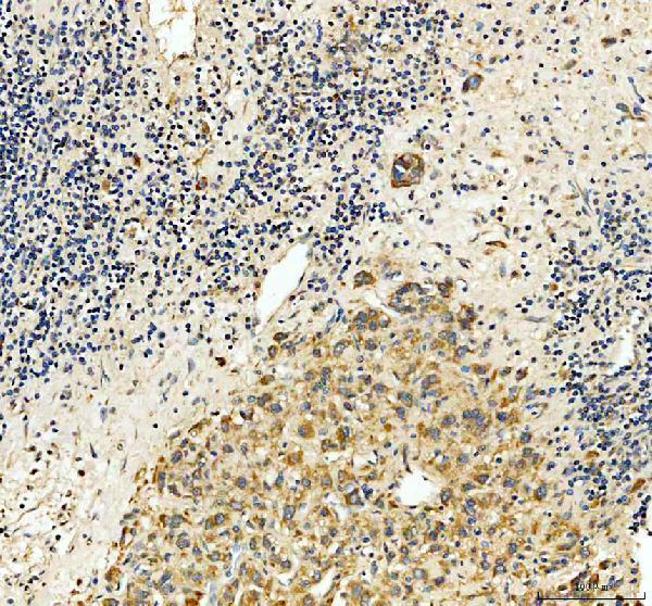a07545 1 ccl16 primary antibodies ihc testing 1