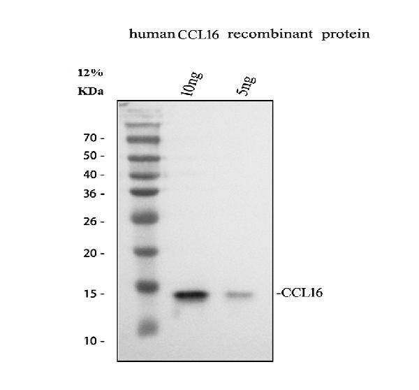 a07545 1 ccl16 primary antibodies wb testing 1