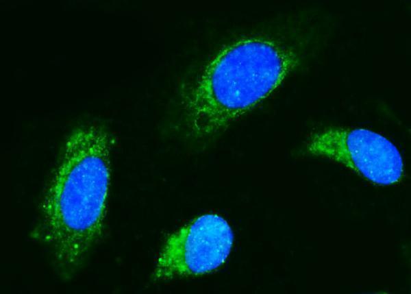  IF analysis of CD89/FCAR using anti-CD89/FCAR antibody (A07546-1)