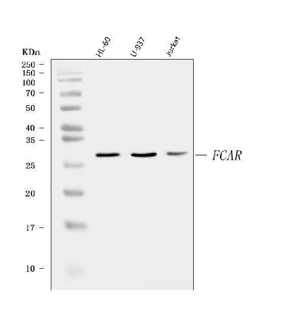  Western blot analysis of CD89/FCAR using anti-CD89/FCAR antibody (A07546-1)