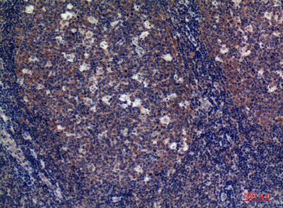 a07546 fcar primary antibodies ihc testing 1
