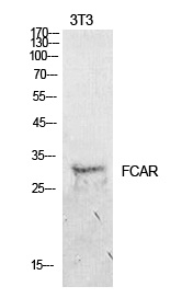 a07546 fcar primary antibodies wb testing 2
