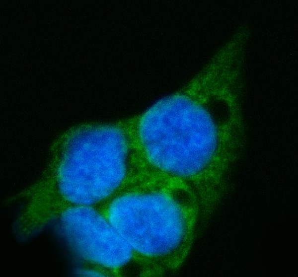 IF analysis of GPT2 using anti-GPT2 antibody (A07547-1)