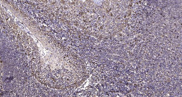 Immunohistochemical analysis of paraffin-embedded human tonsil