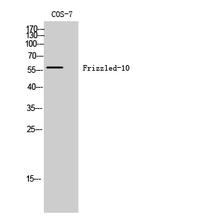 Western Blot analysis of COS-7 cells using Frizzled-10 Polyclonal Antibody