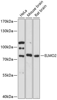 a07552 elmo2 primary antiboties wb testing 1