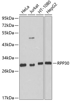 Western blot analysis of extracts of various cell lines, using RPP30 antibody  at 1:1000 dilution