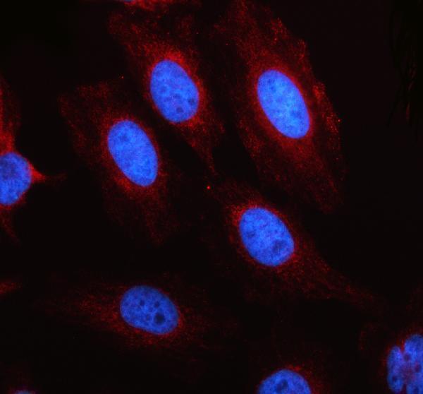 a07554 lars2 primary antibodies if testing 1_1