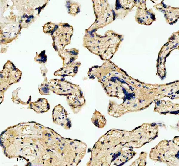 a07554 lars2 primary antibodies ihc testing 1